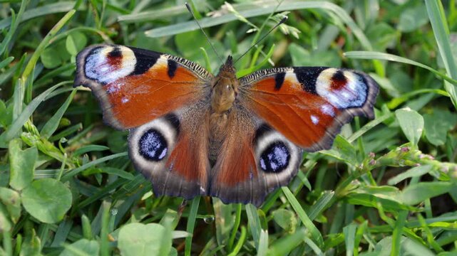 Peacock butterfly rests on green clover. Its wings show vivid orange and blue eyespots. Natural daylight enhances the delicate patterns. It looks peaceful, grounded in nature