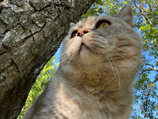 Cute cat on the tree © OLENA LIALINA