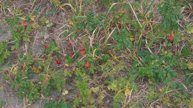 Red Hamanasu Rose Hips Among Dry Grass, Wide Overhead View
