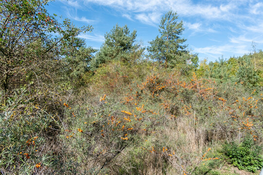 Hippophae rhamnoides Sanddorn Habitus