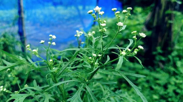 Delicate blue forget me not flowers blooming in lush green grass meadow during spring, natural wildflower field with soft floral beauty and fresh botanical details