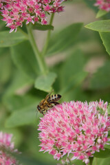 A honeybee actively gathers nectar from a cluster of vibrant pink sedum flowers in a lush garden, illustrating the vital process of insect pollination on a warm summer day. © Oleksandr