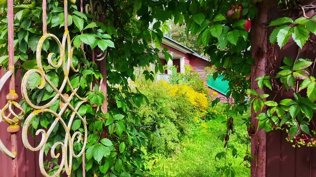 Eye level view through decorative gate into lush garden beside red wooden house, with white porch columns, yellow shrubs, leafy vines, grassy yard, and bright natural daylight creating fresh