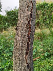 Fototapeta premium old tree trunk