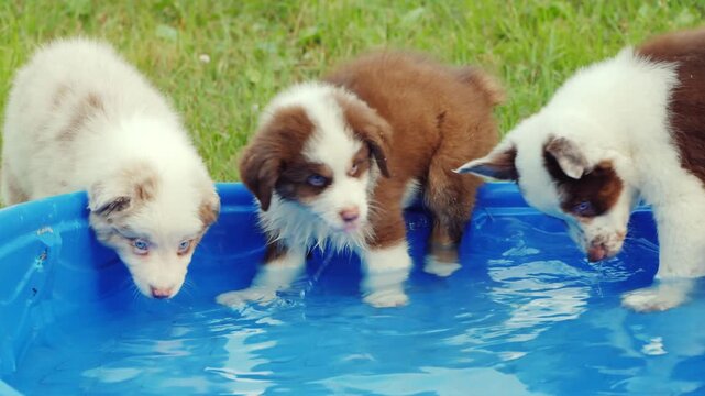 Australian shepherd puppies playing in blue plastic swimming pool outdoors on green grass.