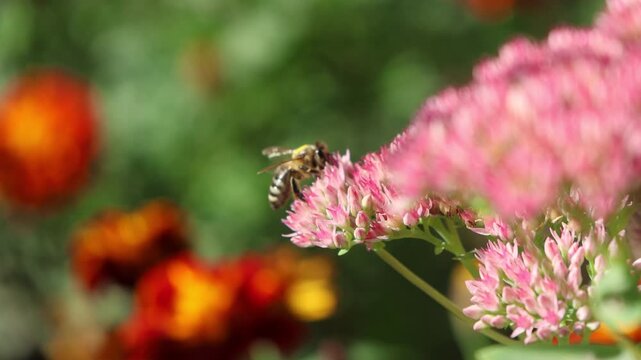 A honeybee actively pollinates pink sedum flower clusters on a sunny afternoon, surrounded by colorful garden blooms and soft green background lighting in slow motion detail.