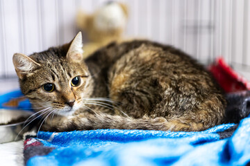 Tabby cat curled on bright fleece blanket inside indoor pet kennel, soft light showing alert eyes, relaxed posture, striped fur, and cozy shelter setting © Vera Aksionava