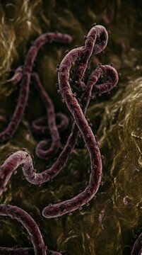 Devastating pathogen structure: ebola contagion, deadly epidemic, viral strand, microscopic form, infection spread, public health, global peril, medical science.