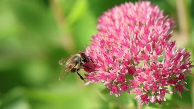 Honey bee pollinating bright pink sedum flowers in a colorful garden during a sunny summer afternoon, highlighting important ecological work in detailed close-up shot macro.