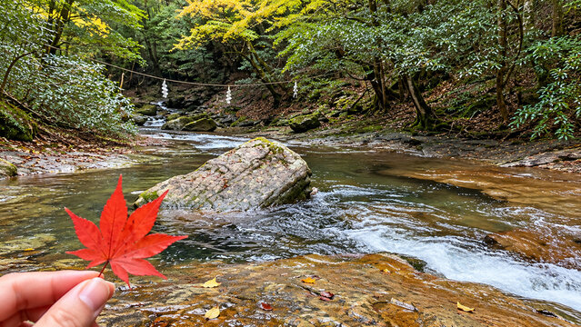 Red Maple Leaf by a Sacred Forest Stream in Japan