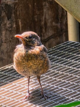 Little bird