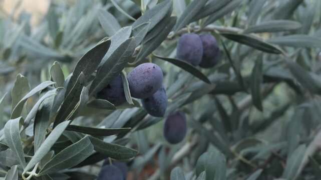 olives on a tree branch