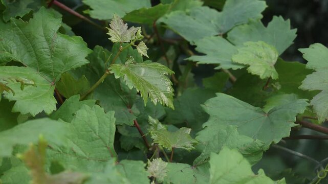 fresh grape leaves in the garden