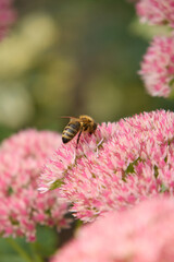 A honeybee gathers nectar from pink blooming sedum flowers in a sunny garden during late summer, showcasing natural pollination and detailed insect life in vibrant macro focus. © Oleksandr