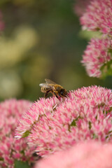 Close-up macro photograph of a honeybee collecting pollen and nectar from vibrant pink stonecrop sedum flowers blooming in a lush outdoor garden during autumn season. © Oleksandr