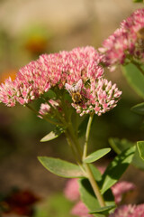 Honey bee gathering nectar from pink sedum flowers blooming in a sunny garden during late summer. Close up shot of Apis mellifera foraging on flowering plant in outdoor nature. © Oleksandr