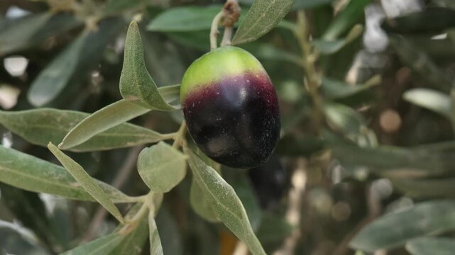 olives on a tree branch