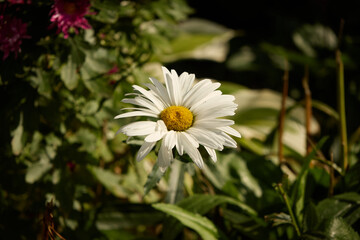 Close up view of a blooming white daisy flower featuring white delicate petals and bright yellow center surrounded by natural green foliage blurred in sunlight inside a garden. © Oleksandr