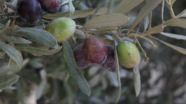 olives on a tree branch