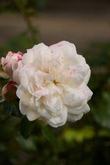 A beautiful white blooming rose with soft pink speckles on delicate ruffled petals stands out against a soft green garden background on a bright summer morning outdoors. © Oleksandr