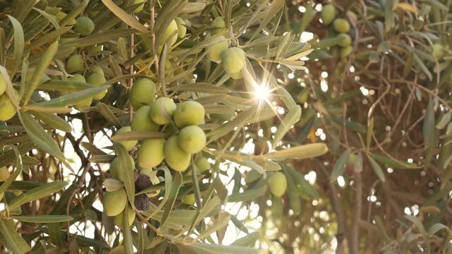 olives on a tree branch