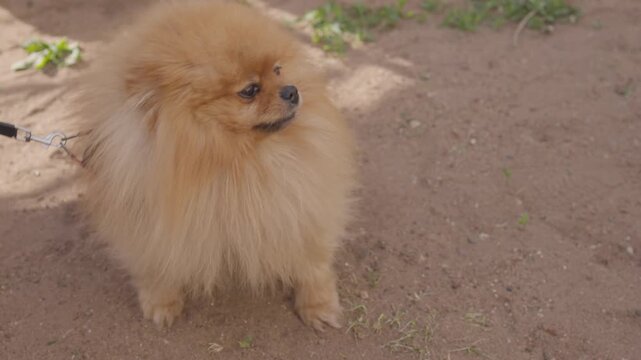 Pomeranian on leash transitioning from walking to seated pause in outdoor dirt path sequence mid