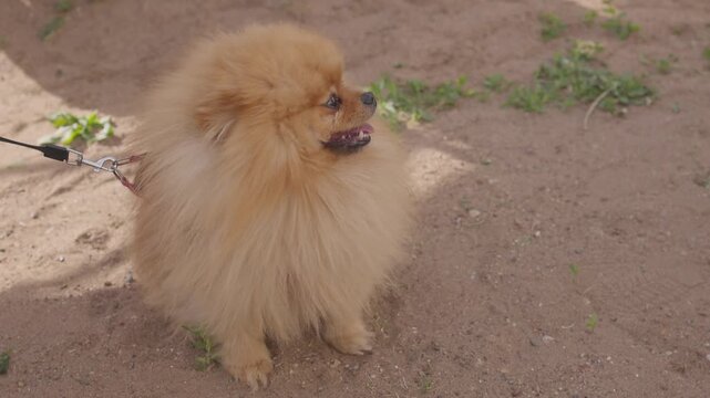 Pomeranian on leash transitioning from walking to seated pause in outdoor dirt path sequence mid