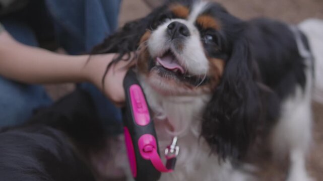 Gentle play and grooming interaction with wet tricolor Cavalier King Charles Spaniel held by