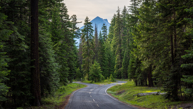 Forest Road Splitting Near Sunset Campground