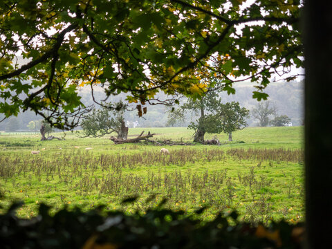 27th September 2026, Embleton, Cumbria. A tranquil rural landscape unfolds with sheep grazing in a lush green field, framed by autumnal foliage under a soft, overcast sky.