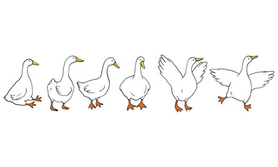 Obraz premium Cute White Ducks Set in Row with Various Poses Vector Illustration