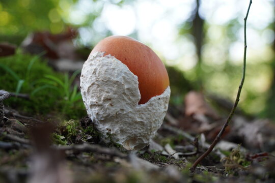 amanita caesarea mushrooms in the grass