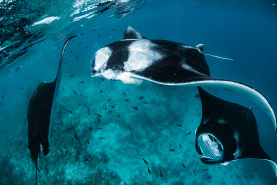 A manta ray swimming near the surface, with a mate behind it.