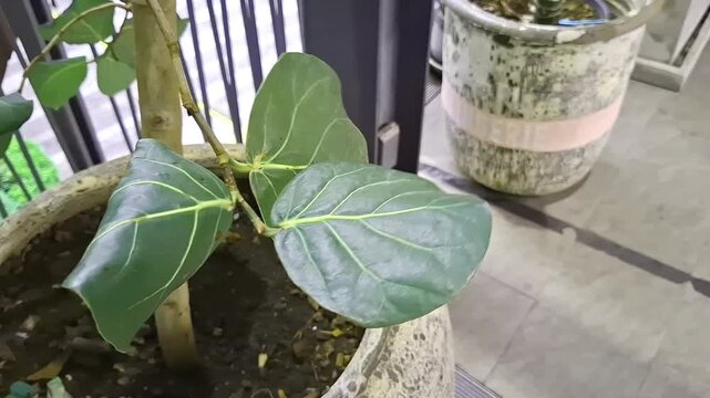 Ficus deltoidea potted plant leaves swaying gently in soft breeze outdoors
