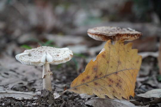 mushroom on the ground
