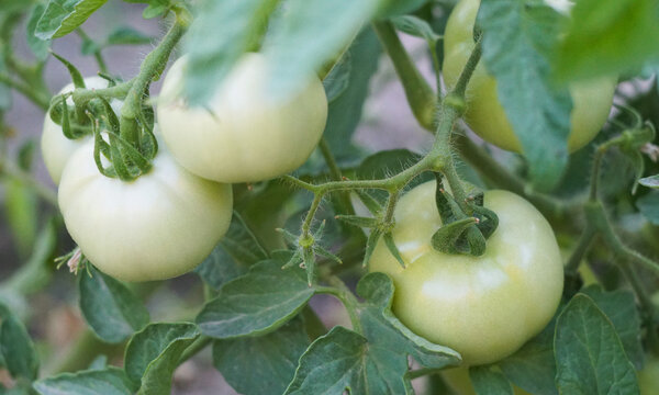 Unripe green tomatoes growing on a vine in the garden.