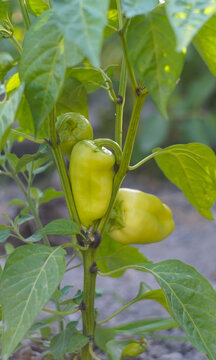 Young green bell peppers growing on a plant branch closeup