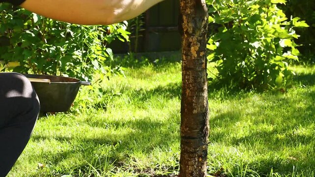 Gardener applying healing sealant on tree bark in sunny outdoor environment