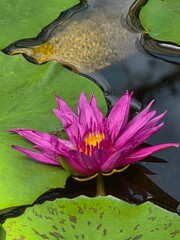  water lily © Pawe