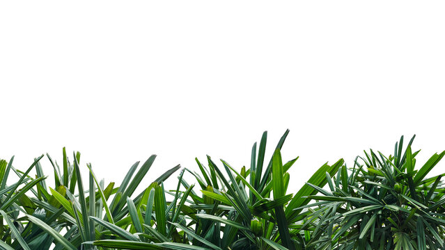 Areca palm trees on clean white  background . Nature background photography