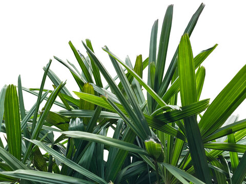 Areca palm trees on clean white  background . Nature background photography