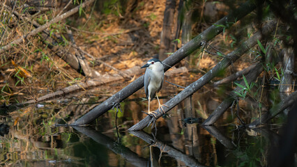 Obraz premium Black-crowned night heron adult posing in a waterhole with golden hour lights, central frame