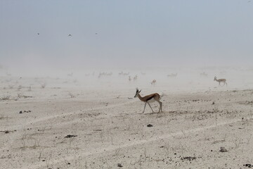 Springbok on the Etosha salt pan, Namibia © Mika