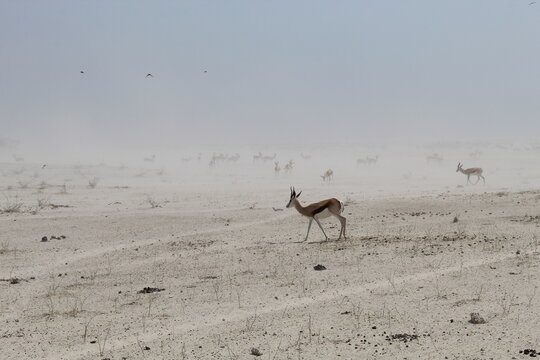 Springbok on the Etosha salt pan, Namibia