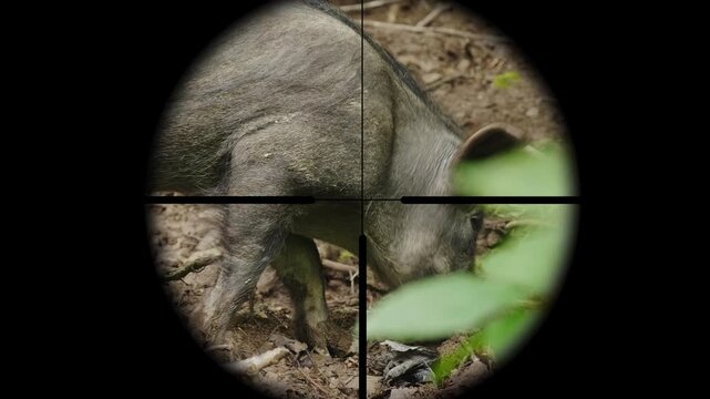 Wild boar rooting around on forest floor seen through rifle scope with motion.
