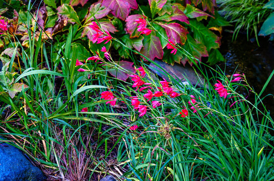 Small Red Flowers