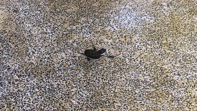 Newborn sea turtle swimming in a shallow conservation nursery pool. This fragile baby reptile represents marine wildlife protection and breeding programs, preparing for release into the wild.