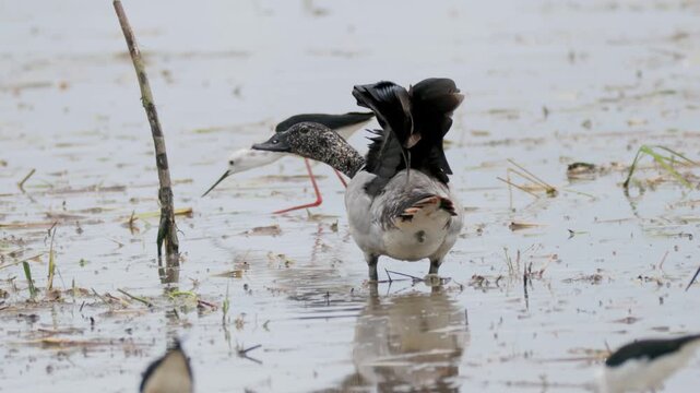 A Knob-billed duck (Sarkidiornis melanotos) preening and foraging in a wetland area in Thailand.