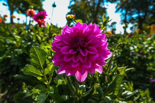 Pink and White Dahlia in Bloom