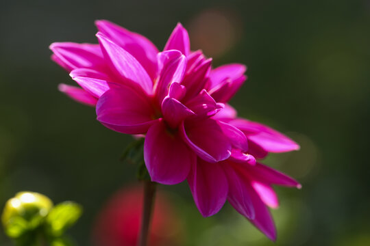 Pink and White Dahlia in Bloom, nature